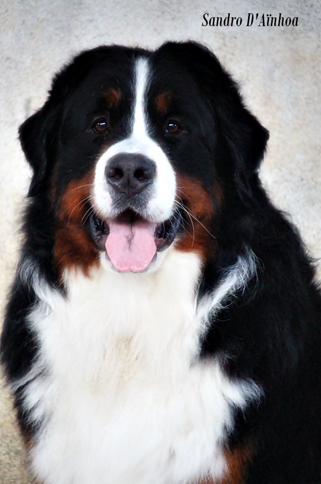 Publication : D'Ainhoa Auteur : Bonnenfant Yann