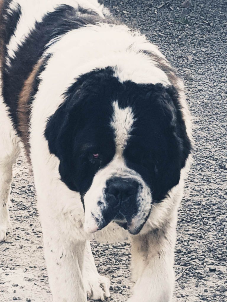 Auteur : DE LA VALLEE DES TROIS COULEURS