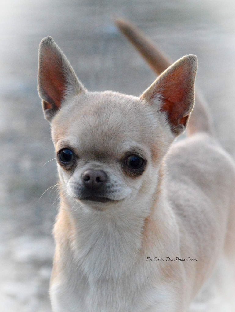 Publication : Du Castel Des Petits Coeurs