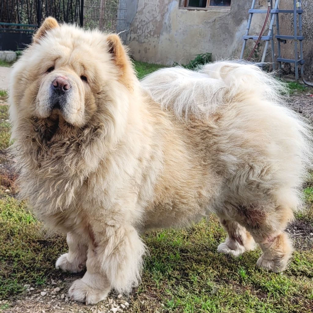 Publication : des préludes du chassignolan Auteur : Preludes du Chassignolan