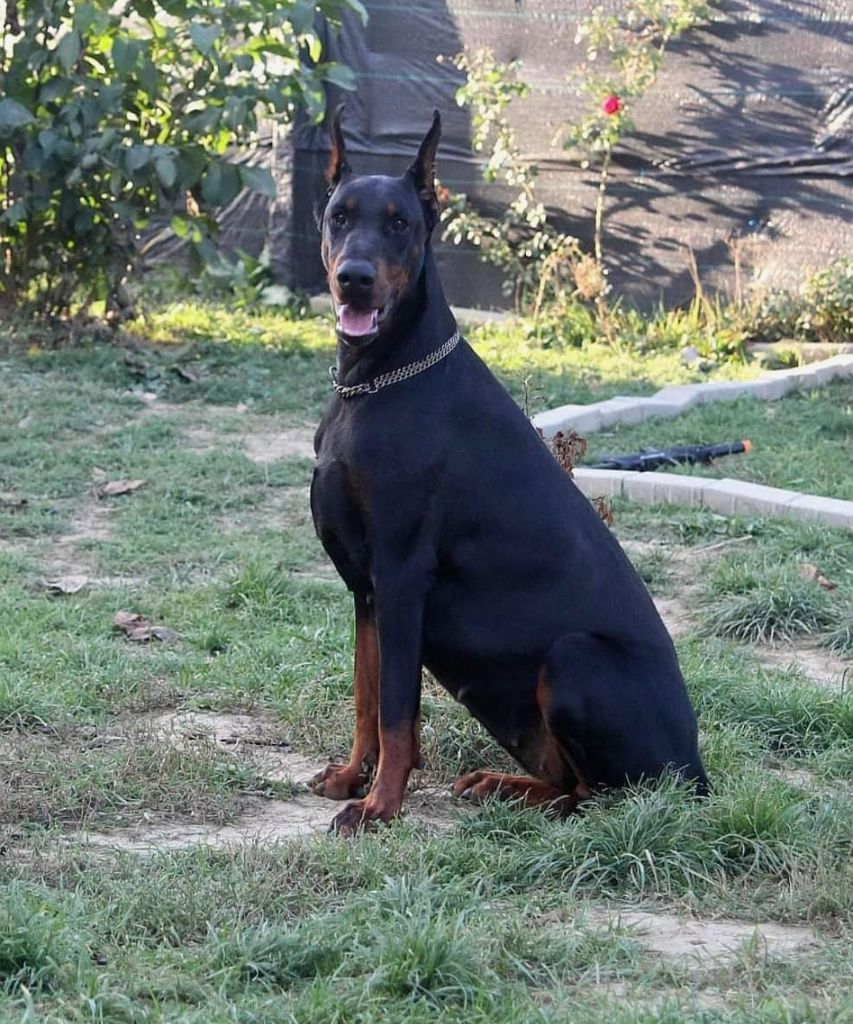 Publication : Nightmare Of Dark Paws