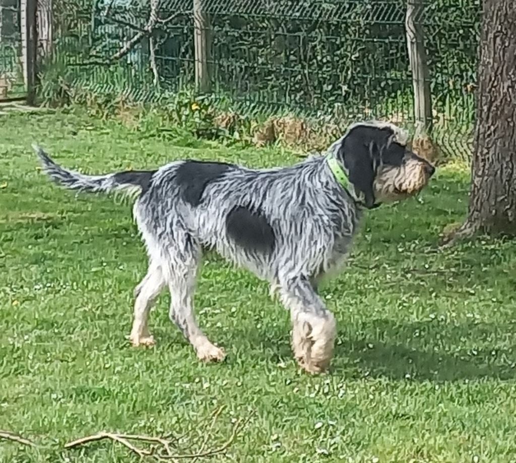 Publication : De La Tribu Blue Stone