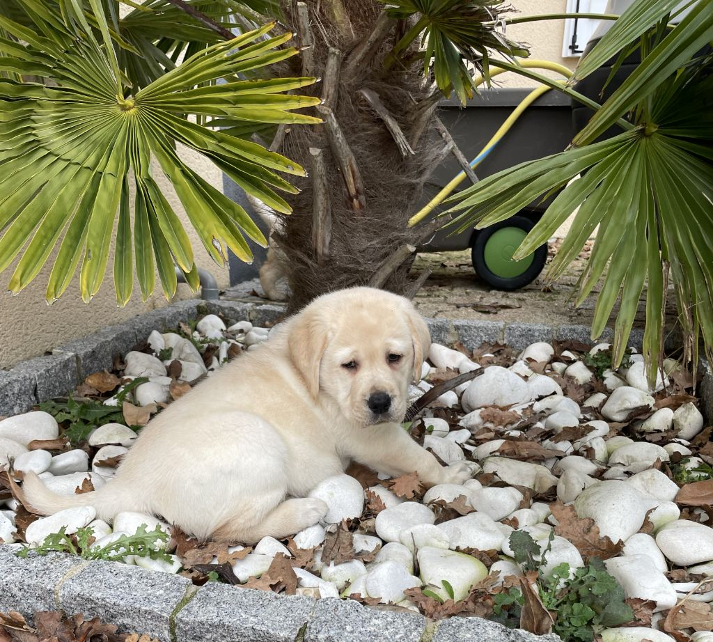 Publication : Alphareign 