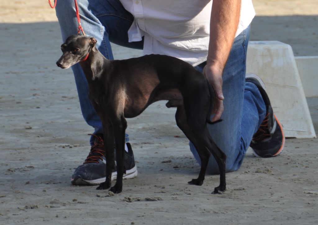 Mistral gagnant Du Val De Clavernau