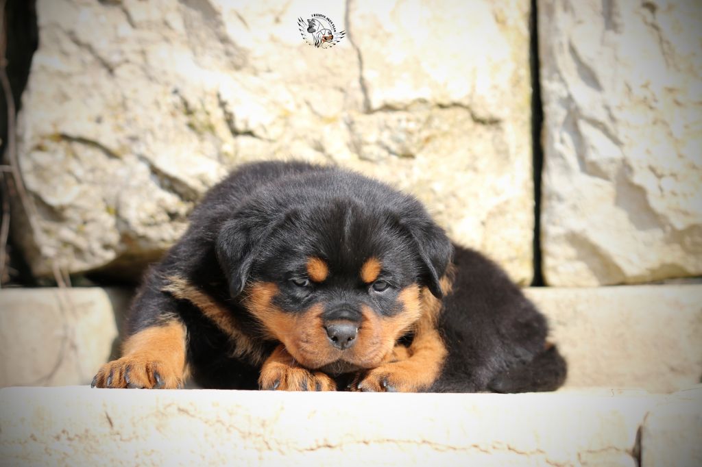 Publication : I Believe Aken Flam Auteur : ROGNON Cyriel