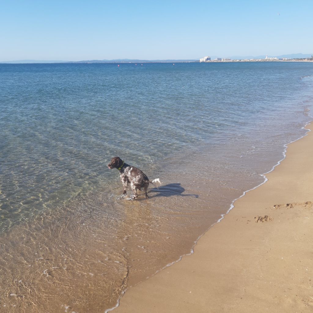 Publication : du Mas de l'Arnesque