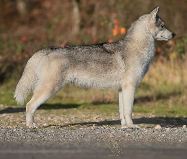 Publication : Of Legendary's Reborn