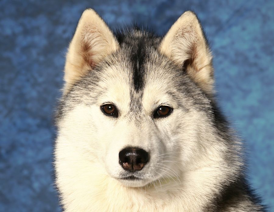 Publication : Fablehaven Auteur : Fablehaven