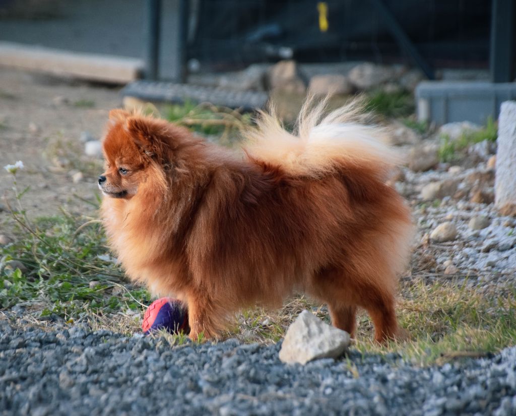 Publication : de l'empire du Phoenix Auteur : Amandine Montoya