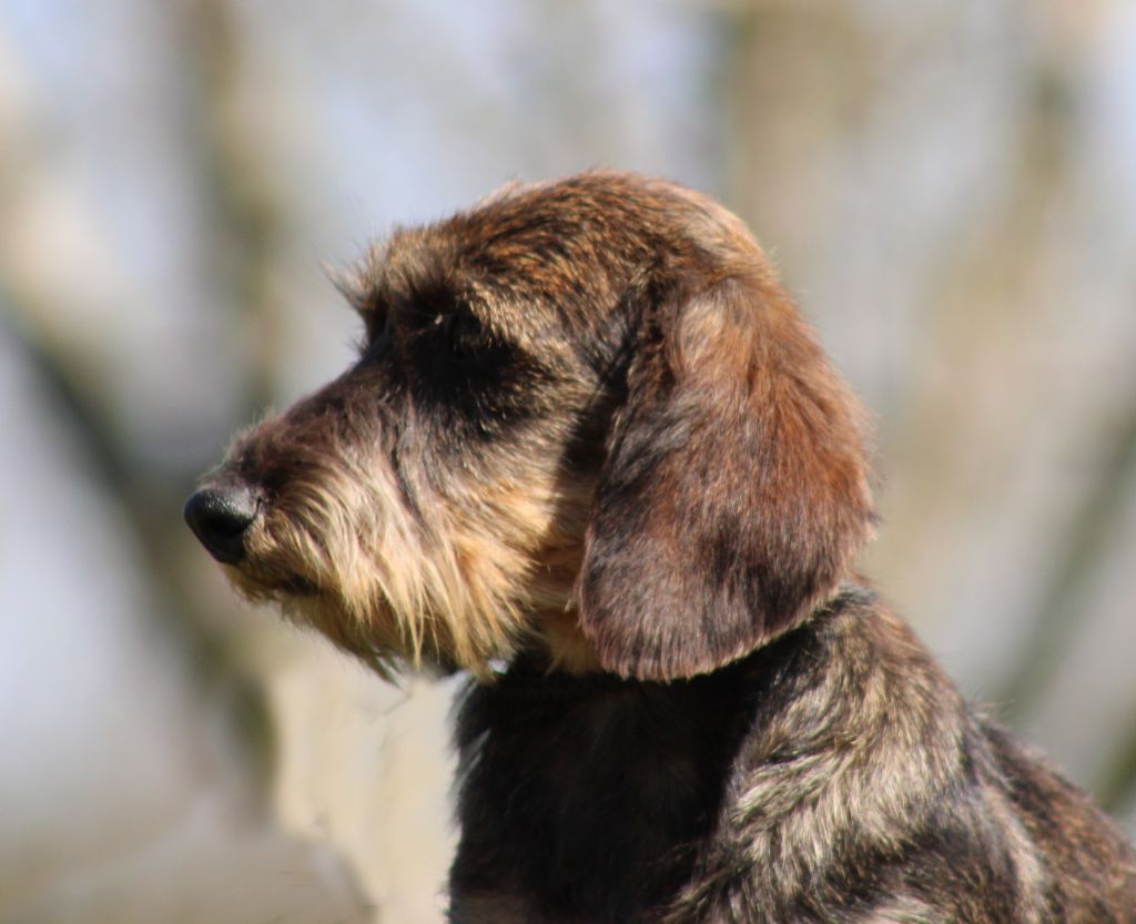 Publication : De Tara Des Hauts Lilas Auteur : C FrÃ©ville