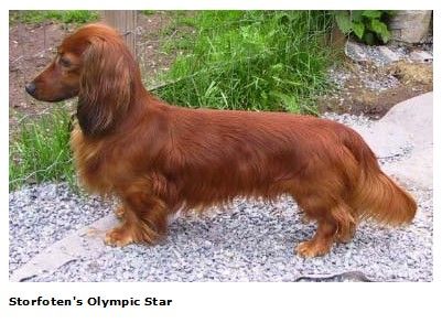 CH. storfoten's Olympic star