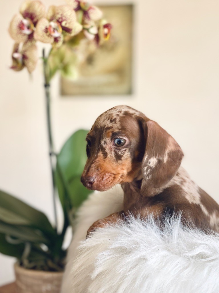 Publication : D'an Nor Vras Auteur : A.B.