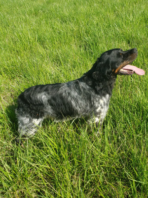 Étalon Epagneul Breton - TR. Pam dit pepsi (Sans Affixe)