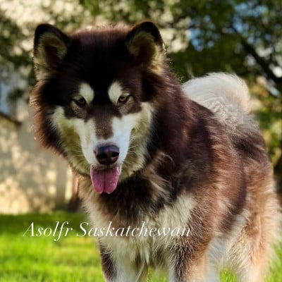 Étalon Alaskan Malamute - asolfr Saskatchewan