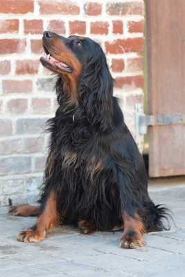 Étalon Setter Gordon - Thallys Des Coteaux Du Maine Marreau