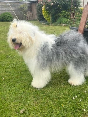 Étalon Bobtail - Shalimar of Mary People