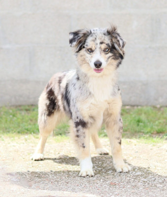 Étalon Berger Américain Miniature - Saphir suriel Des Petits Saphirs