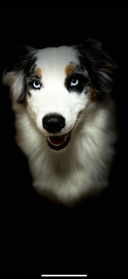 Étalon Berger Australien - River golden lady de gens de garonne