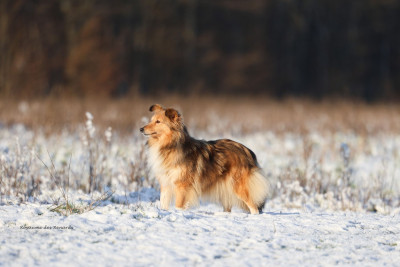 Étalon Shetland Sheepdog - Rebelle De L'odyssée Des Deux Forbans