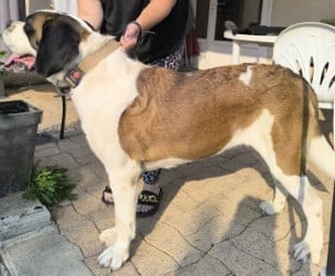 Étalon Chien du Saint-Bernard - Tamy du mas de Jalnot