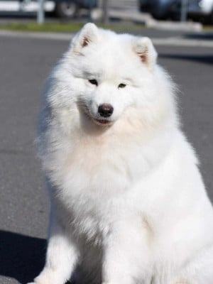 Étalon Samoyède - CH. Rainbow love pearl Of The Polar Unicorn Star