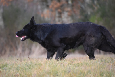 Étalon Berger Allemand - Rafale (Sans Affixe)
