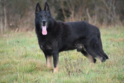 Étalon Berger Allemand - Neron Du normont