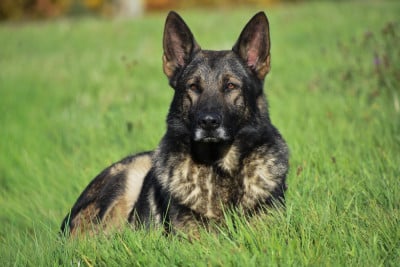 Étalon Berger Allemand - Vior del salto roldan