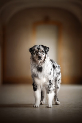 Étalon Berger Australien - Rock' N' Rose Of Salsa's Stars