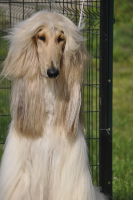 Étalon Levrier afghan - J.ch shadow of dreams Du chemin des dames imperiales