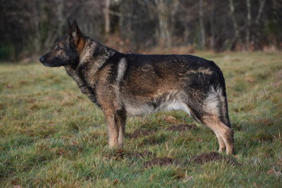 Étalon Berger Allemand - Vior del salto roldan