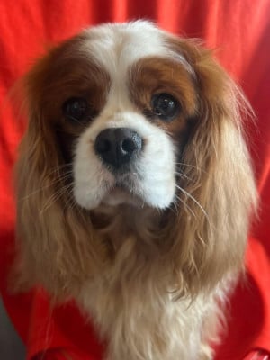Étalon Cavalier King Charles Spaniel - Sirius De La Source Sanson