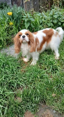 Étalon Cavalier King Charles Spaniel - Rose des Trésors De L'Atipyque