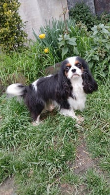 Étalon Cavalier King Charles Spaniel - Tiara des Trésors De L'Atipyque