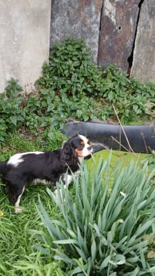 Étalon Cavalier King Charles Spaniel - Tinny climber des Trésors De L'Atipyque