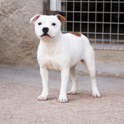 Étalon Staffordshire Bull Terrier - Saphire De la crique du Flojule