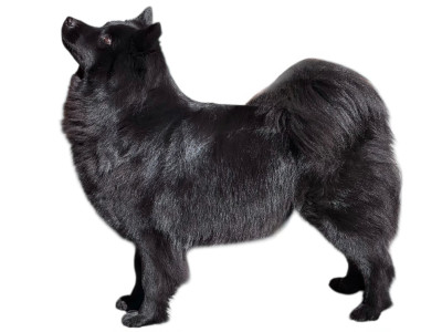 Étalon Chiens suedois de Laponie - CH. Laprenhund Tchin