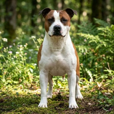 image de Touch of sindelar