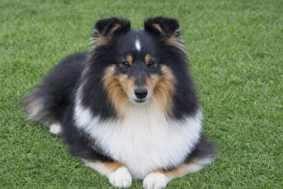 Étalon Shetland Sheepdog - Phoebe black magicienne Des mille eclats des tournesol
