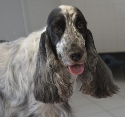 Étalon Cocker Spaniel Anglais - haradwater Can't buy me love