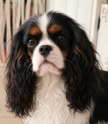 Étalon Cavalier King Charles Spaniel - Sorry angel du domaine de machrisor