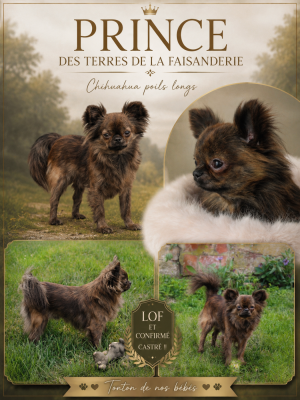Étalon Chihuahua - Prince des Terres de la Faisanderie