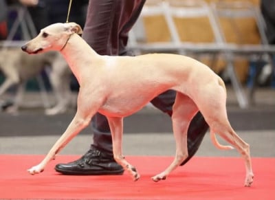 Étalon Whippet - Séthie Du Chene Des Morinieres