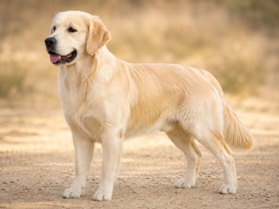 Étalon Golden Retriever - Djalisco Trendsetter