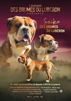 Saïko Des Brumes Du Luberon
