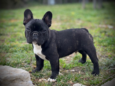 Étalon Bouledogue français - Tonka imperial du Lorecé