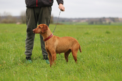 Étalon Braque hongrois à poil court (Vizsla) - Jylie (Sans Affixe)