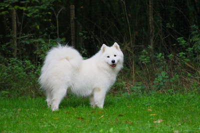 Étalon Samoyède - Russian rose reia Of Baiwells Royal Aussies