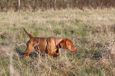 Étalon Braque hongrois à poil court (Vizsla) - Romy des Bois de la Fessille