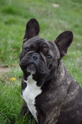 Étalon Bouledogue français - Trucmuche Des Ch'tis Crocs